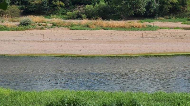 Loire Tours Secheresse Sternes Ile 07 25